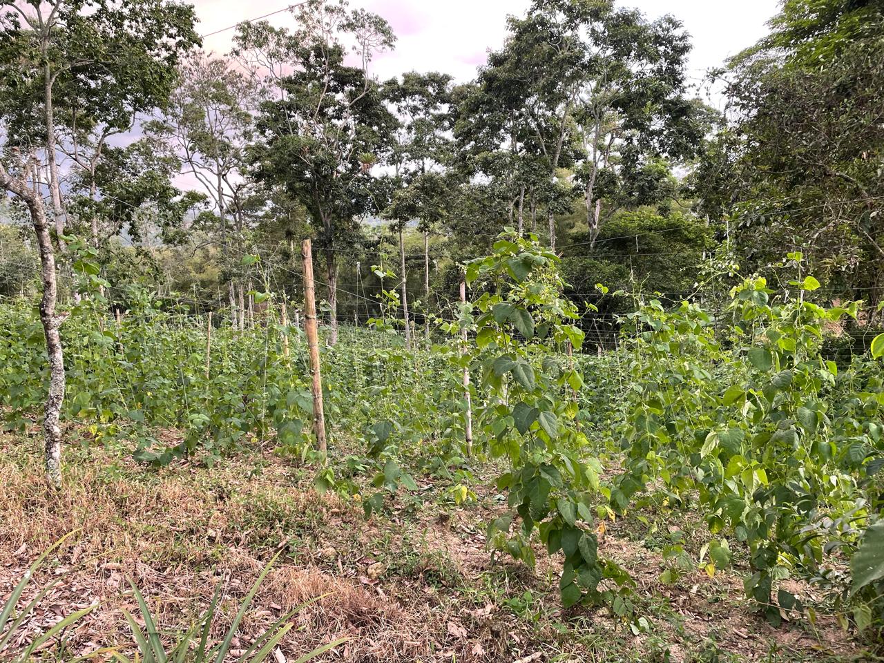 Vereda Calandamia Baja